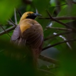 Goldie's Bird-of-paradise